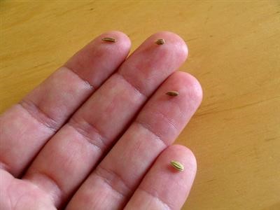 Choice Plantar Wart Removal At Home Today